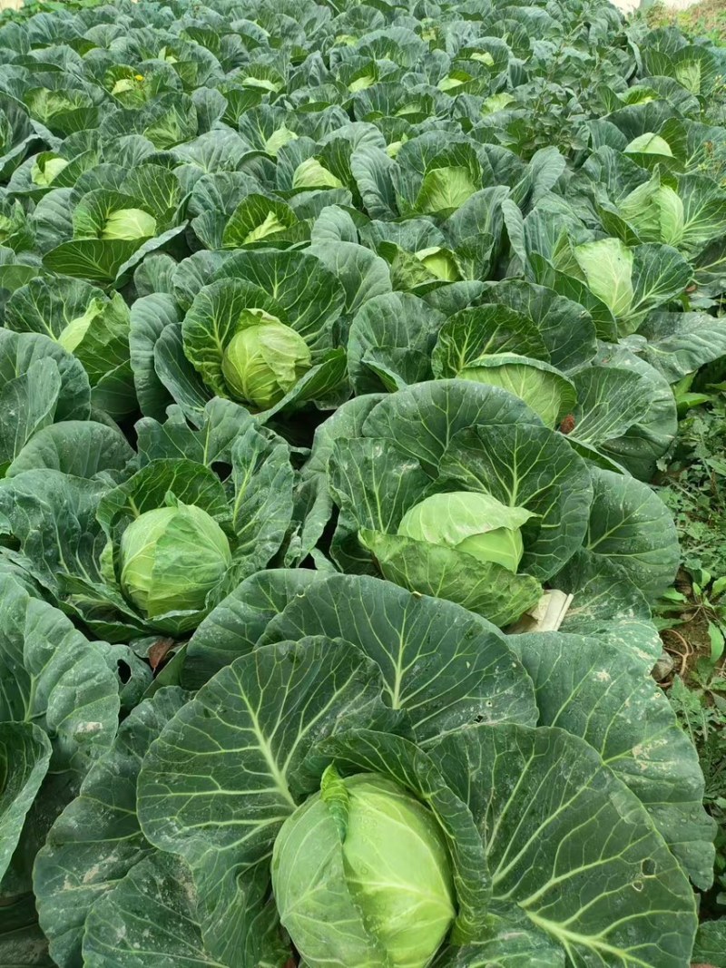 汉中包菜甘蓝苗