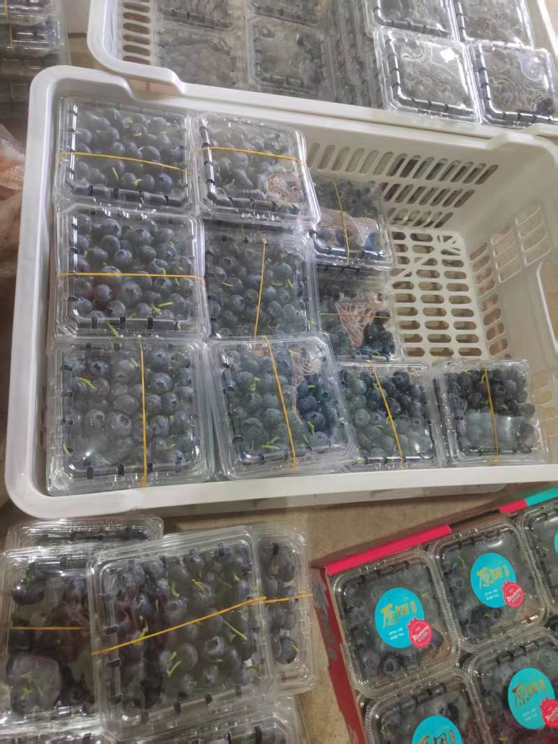 云南高山花香蓝莓，全国发货，一件代