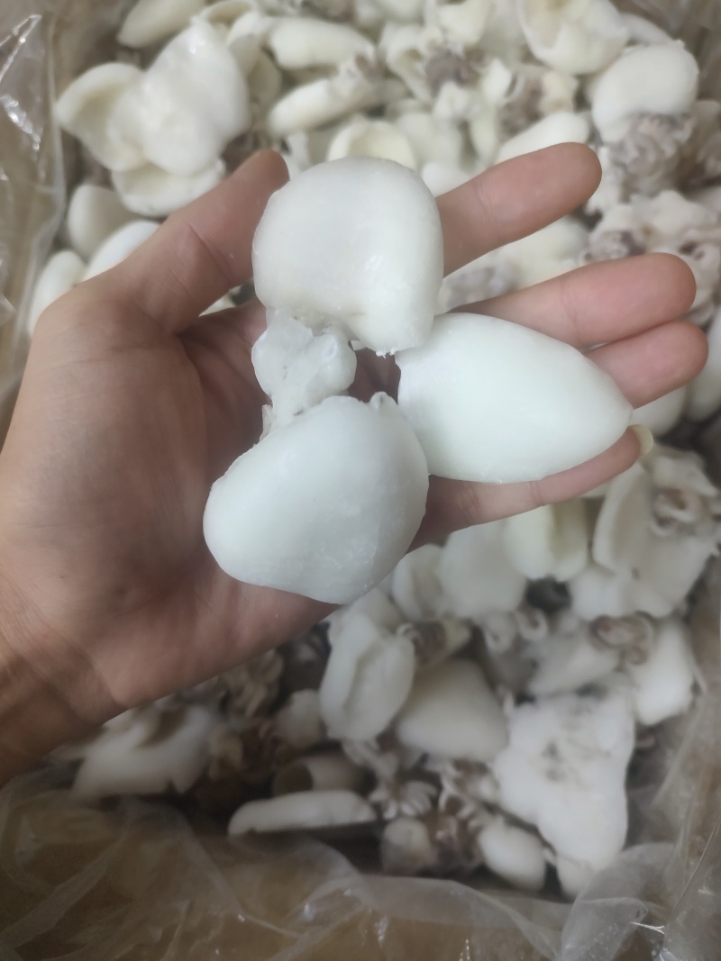 次品墨鱼仔，墨鱼片