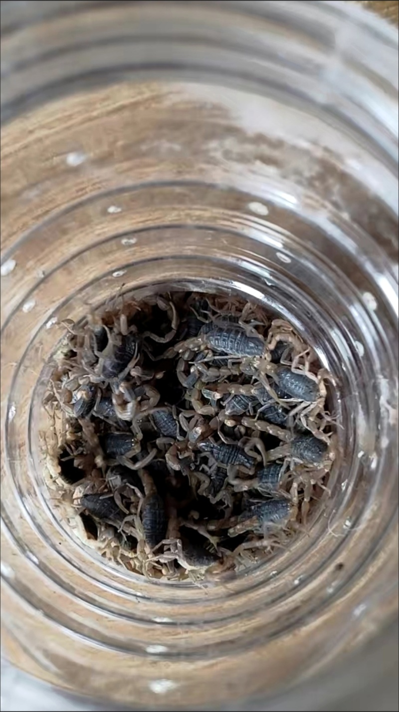 6厘米大食用活蝎子十足全蝎油炸泡酒煲汤药用食用