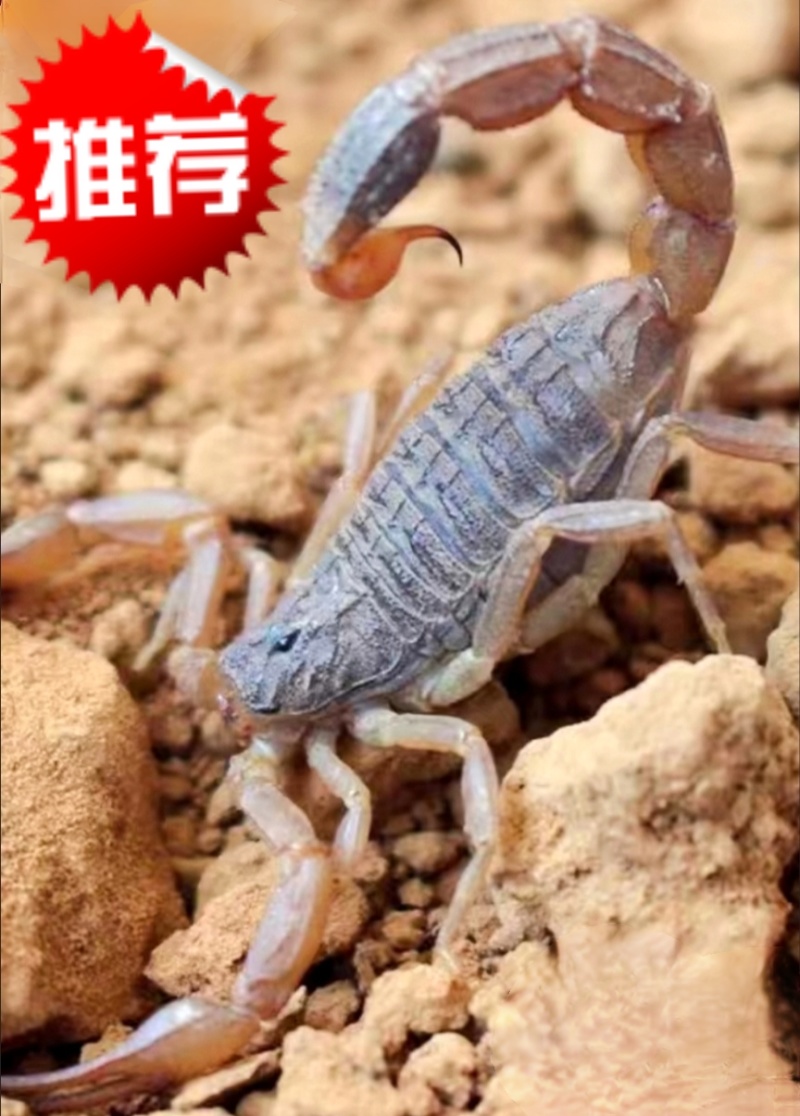 6厘米大食用活蝎子十足全蝎油炸泡酒煲汤药用食用