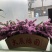 云南勿忘我鲜花干花昆明花整件鲜花散花秤斤花