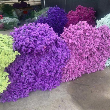 云南勿忘我鲜花干花昆明花整件鲜花散花秤斤花