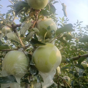 明月苹果树3-5年结果树