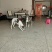 猎犬