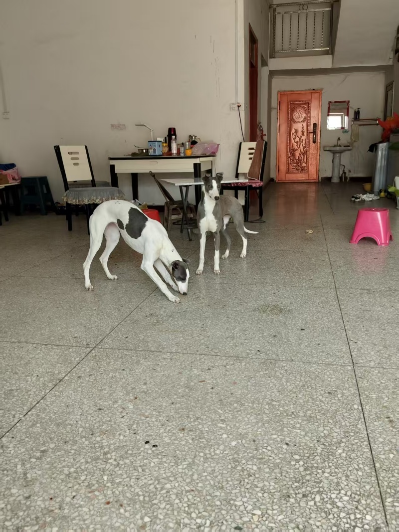 猎犬