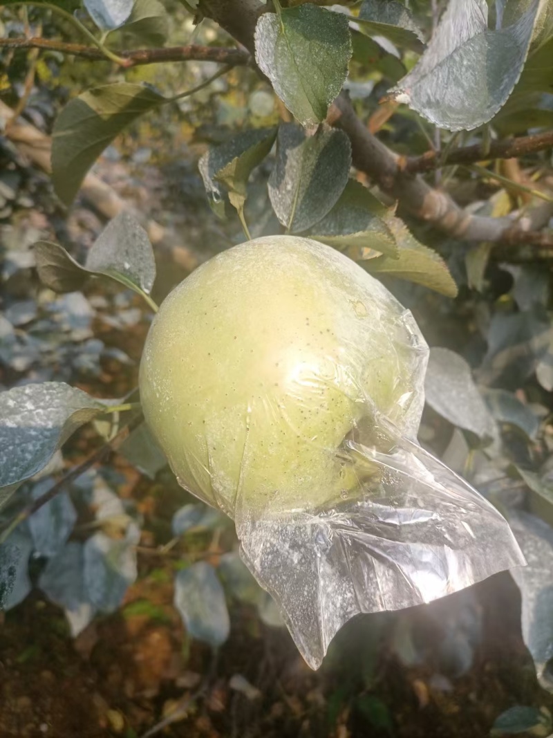 明月苹果树3-5年结果树