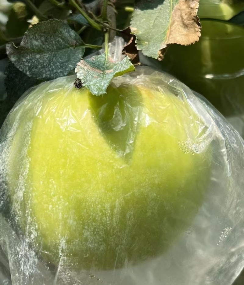 明月苹果树3-5年结果树