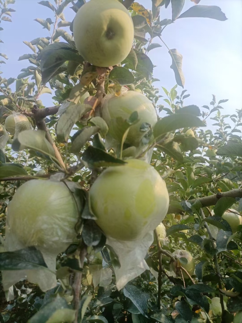明月苹果树3-5年结果树