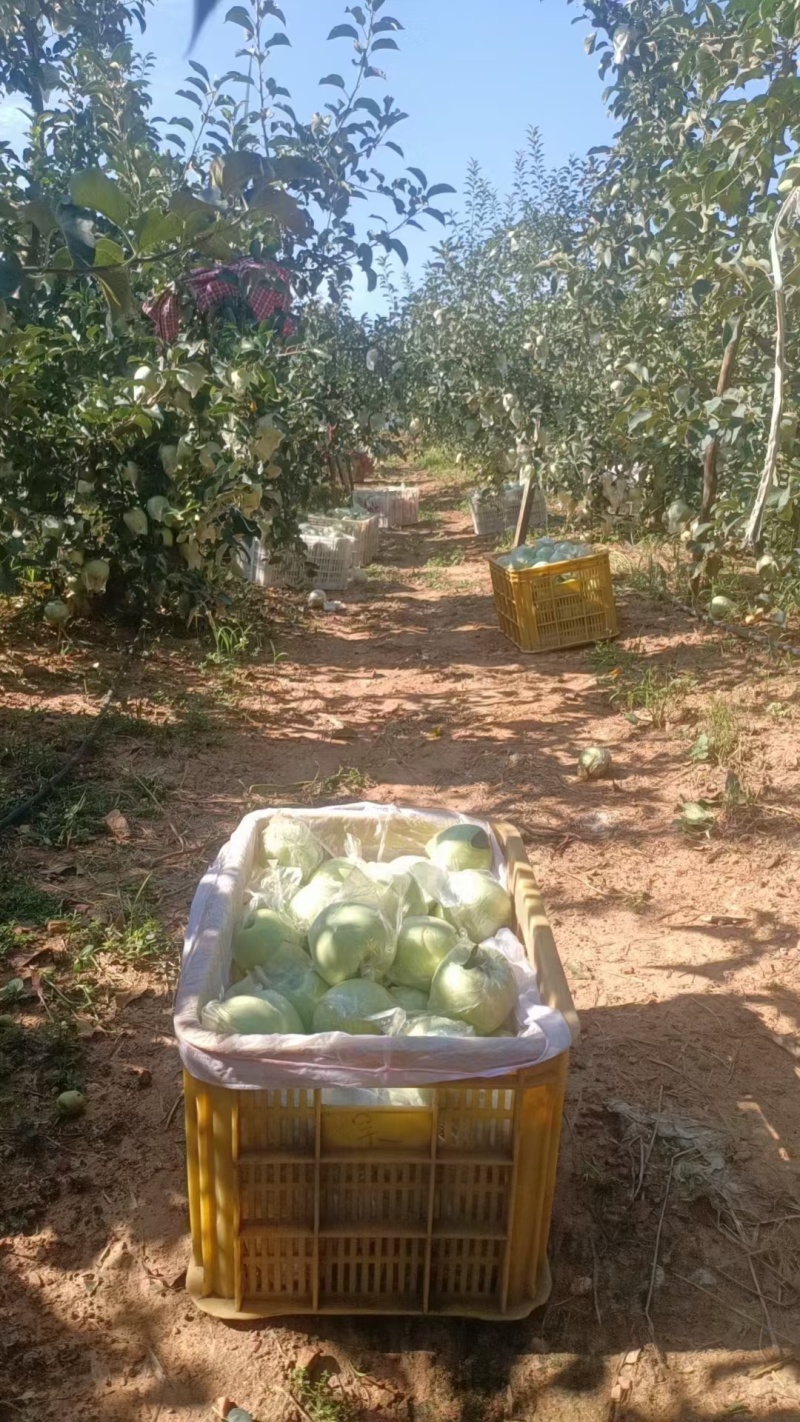 明月苹果树3-5年结果树