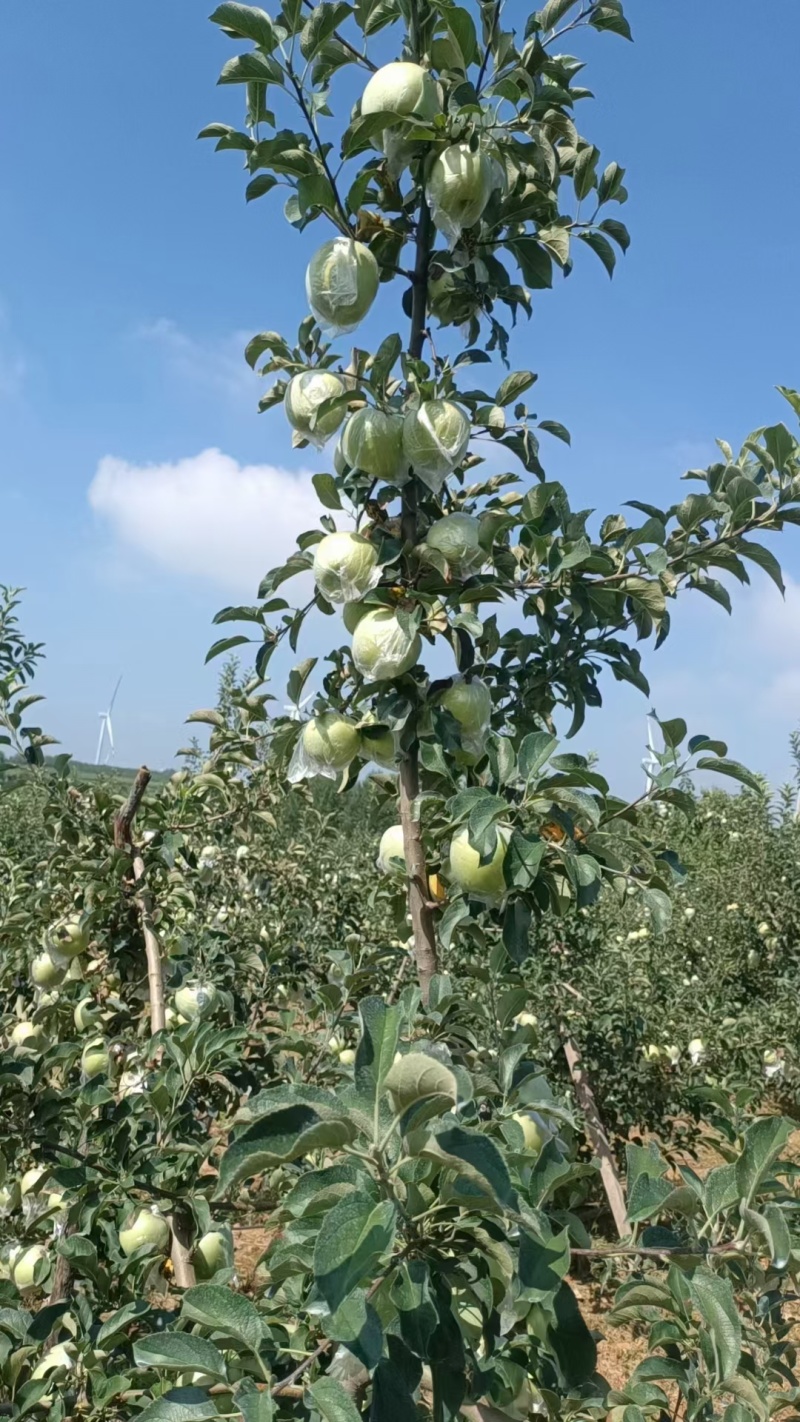 明月苹果树3-5年结果树