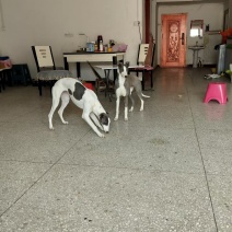 猎犬