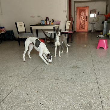 猎犬