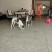 猎犬