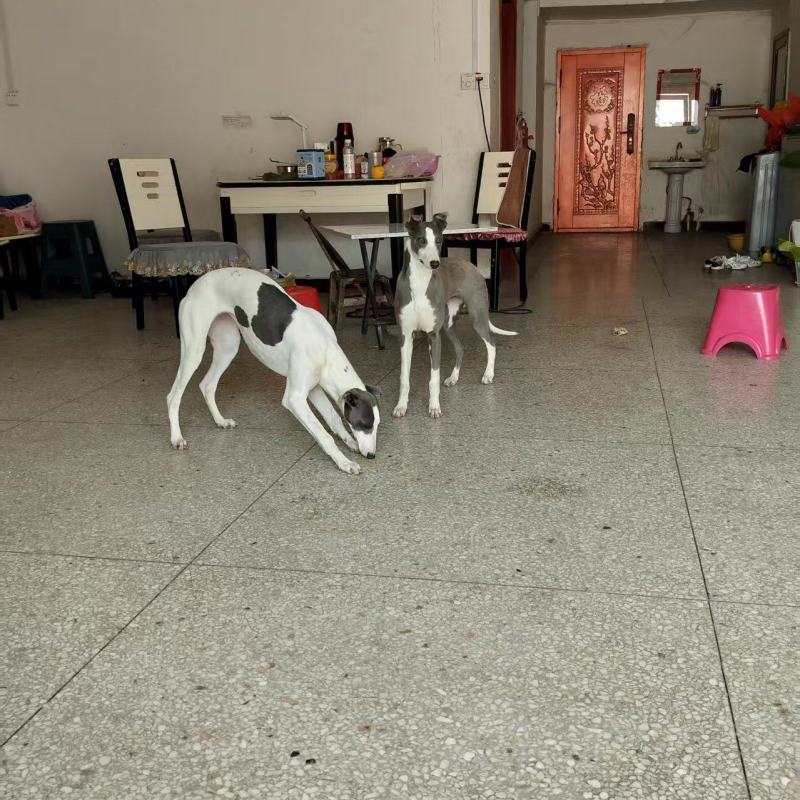 猎犬