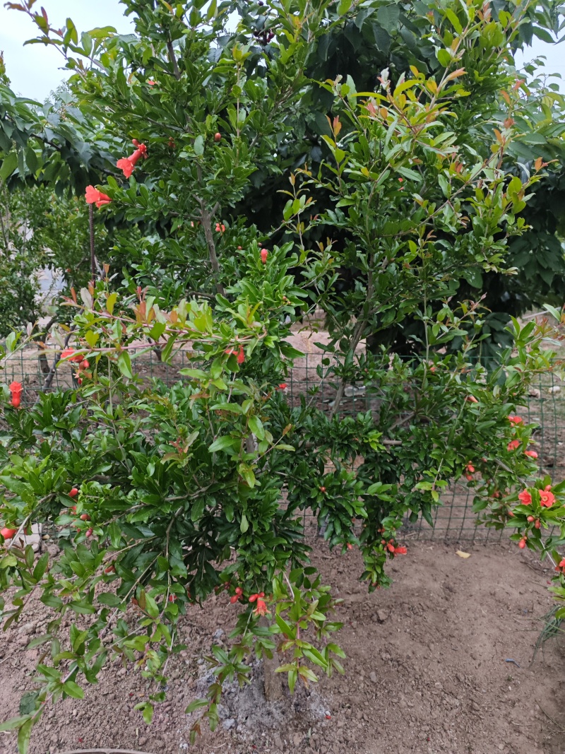 石榴树，3-5年树已经结果的树