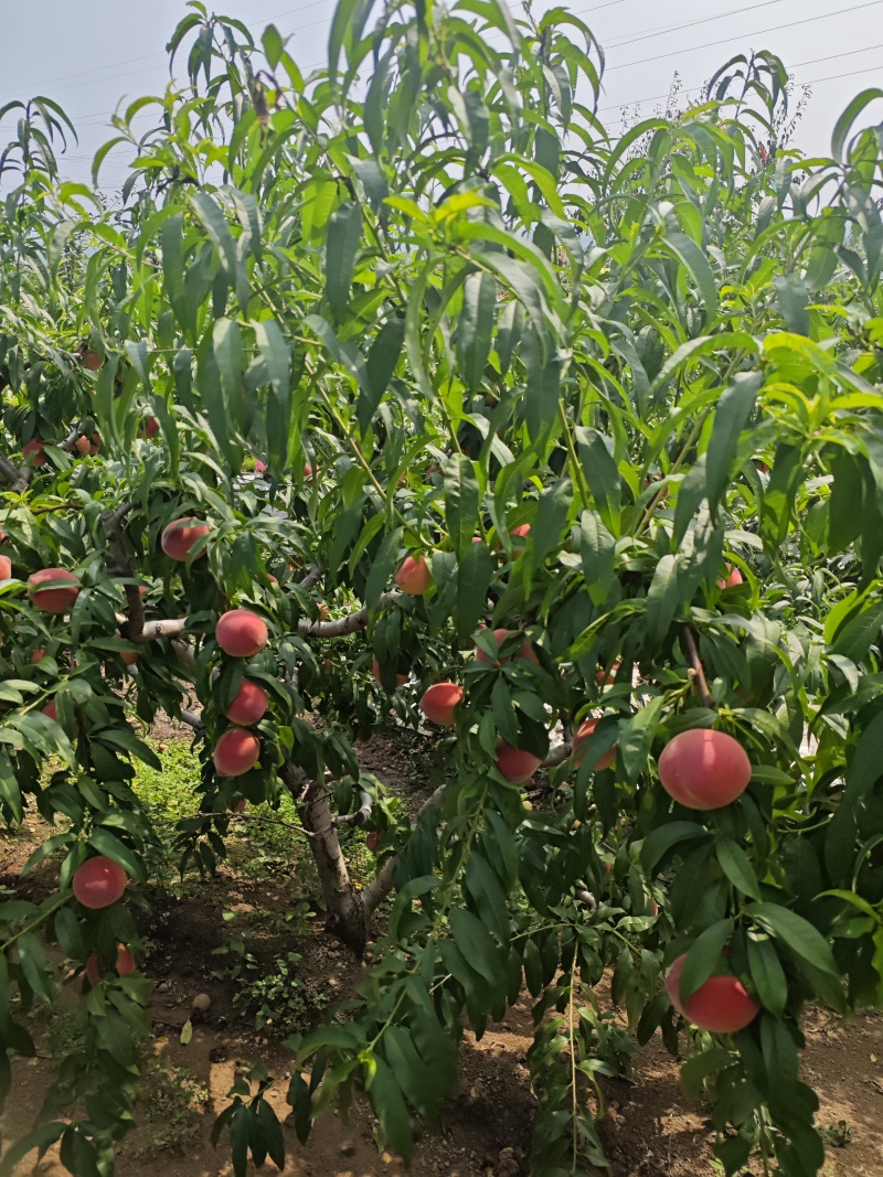 离核桃树，3-5年树