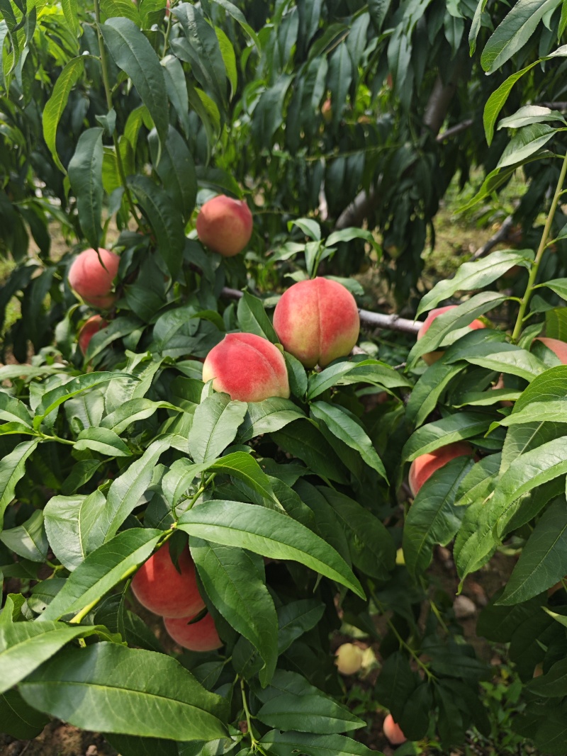 离核桃树，3-5年树
