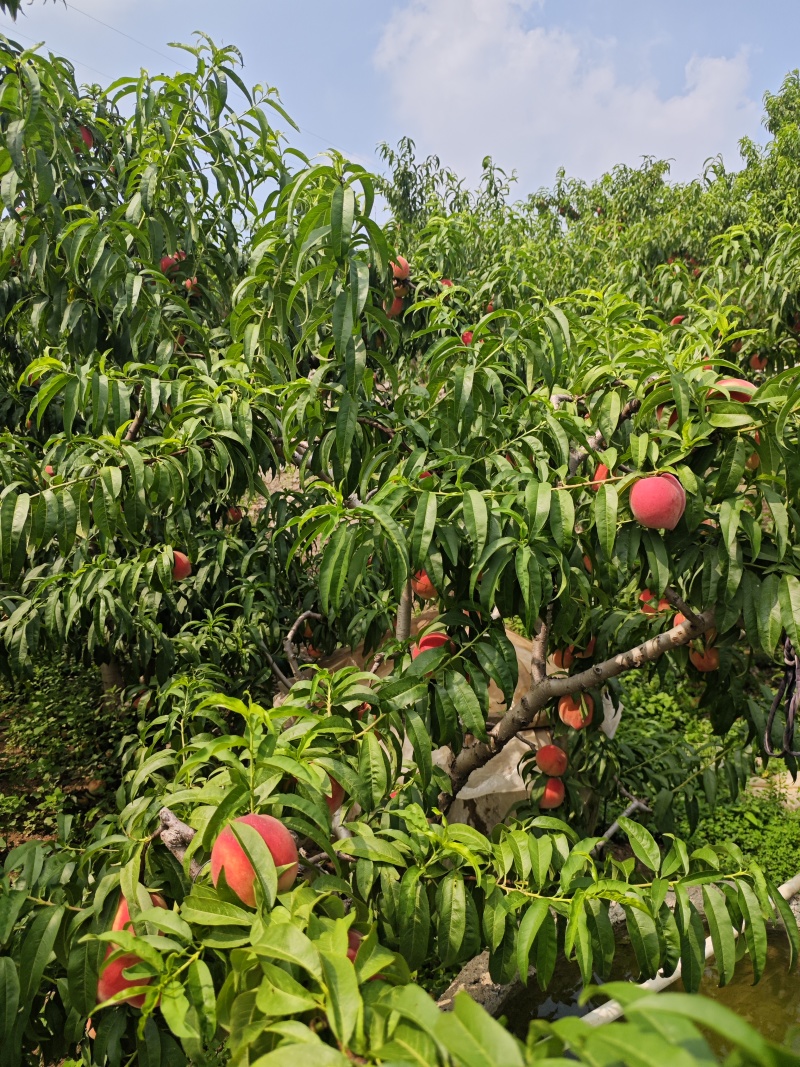 离核桃树，3-5年树