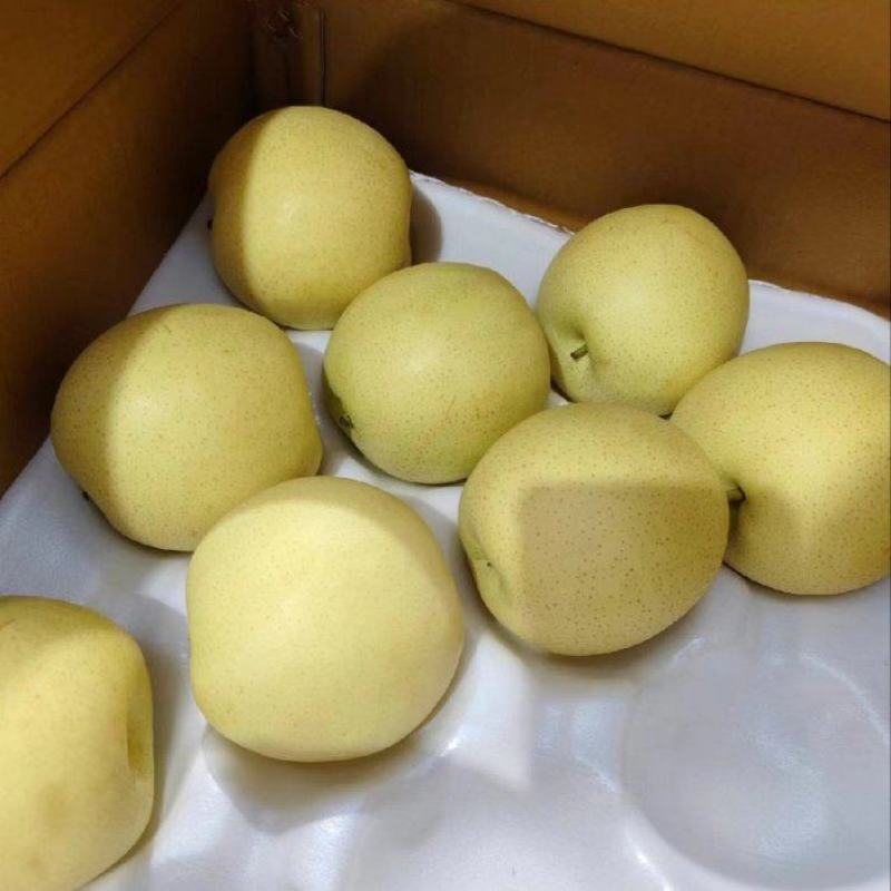 景泰精品光果皇冠，口感香甜，皮溥肉厚，光泽亮丽，优质产品