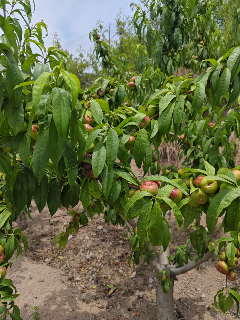 蟠油桃树，皇后纽扣蟠油桃3-5年果树