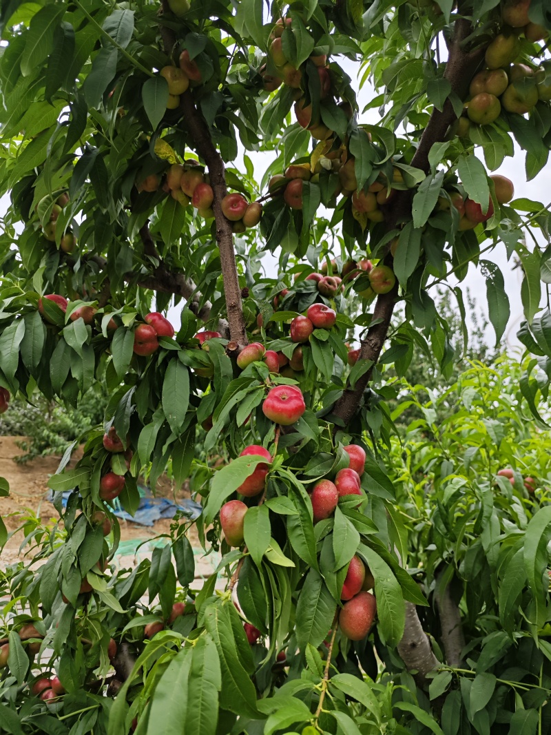 蟠油桃树，皇后纽扣蟠油桃3-5年果树