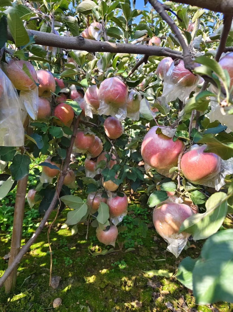 卖黄心富士树，3-5年已经结果的树