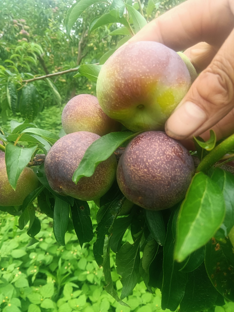 半边红，小翠红，五月脆有需要的老板，请联系我谢谢！