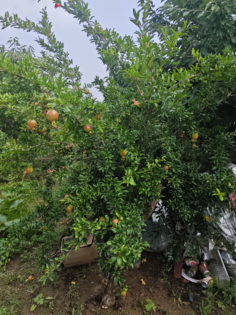 卖3-5年石榴树已经结果的石榴树