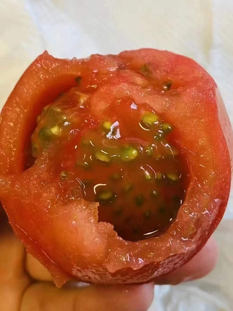 草莓柿子草莓西红柿铁皮柿子一口爆汁