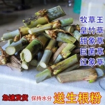 新鲜无绒毛甜象草3号巨菌草皇竹草红象草种节