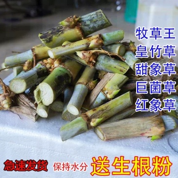 新鲜无绒毛甜象草3号巨菌草皇竹草红象草种节