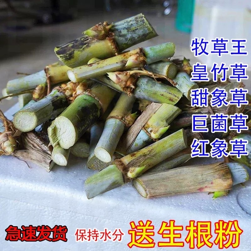 新鲜无绒毛甜象草3号巨菌草皇竹草红象草种节