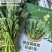 板蓝根青菜，爱马仕级蔬菜板蓝根青菜