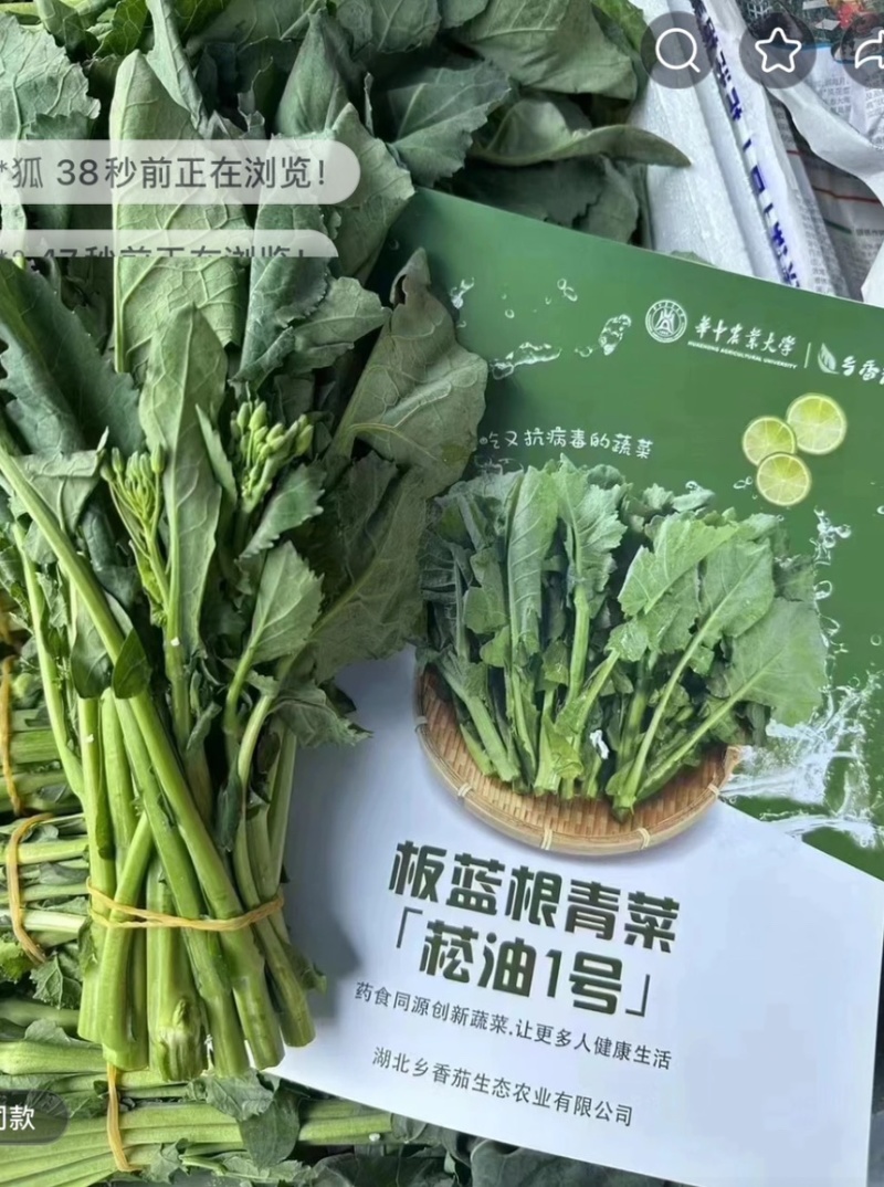 板蓝根青菜，爱马仕级蔬菜板蓝根青菜