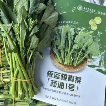 板蓝根青菜，爱马仕级蔬菜板蓝根青菜