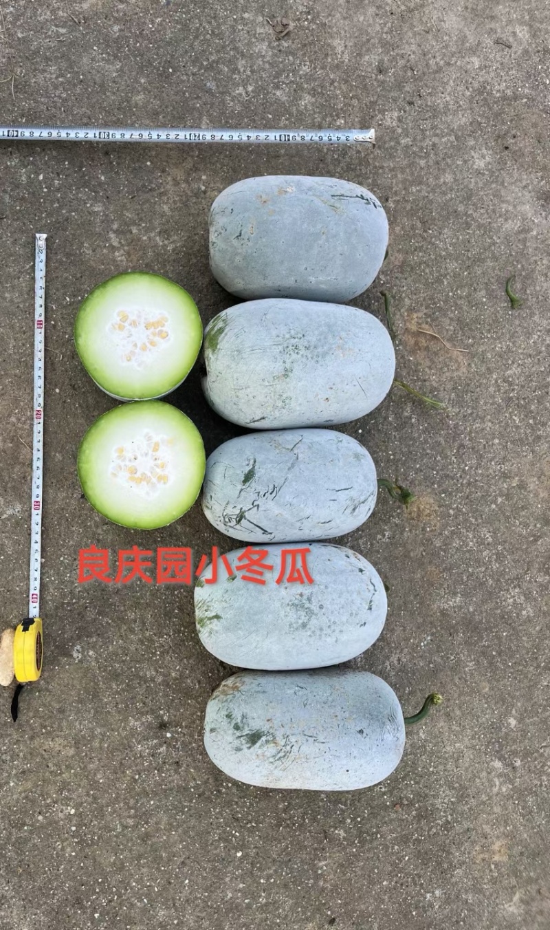 冬瓜种子满多多二号厚肉型小冬瓜
