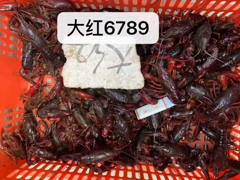 湖北潜江清水小龙虾，规格齐全，价格美丽，供应酒店超市市场