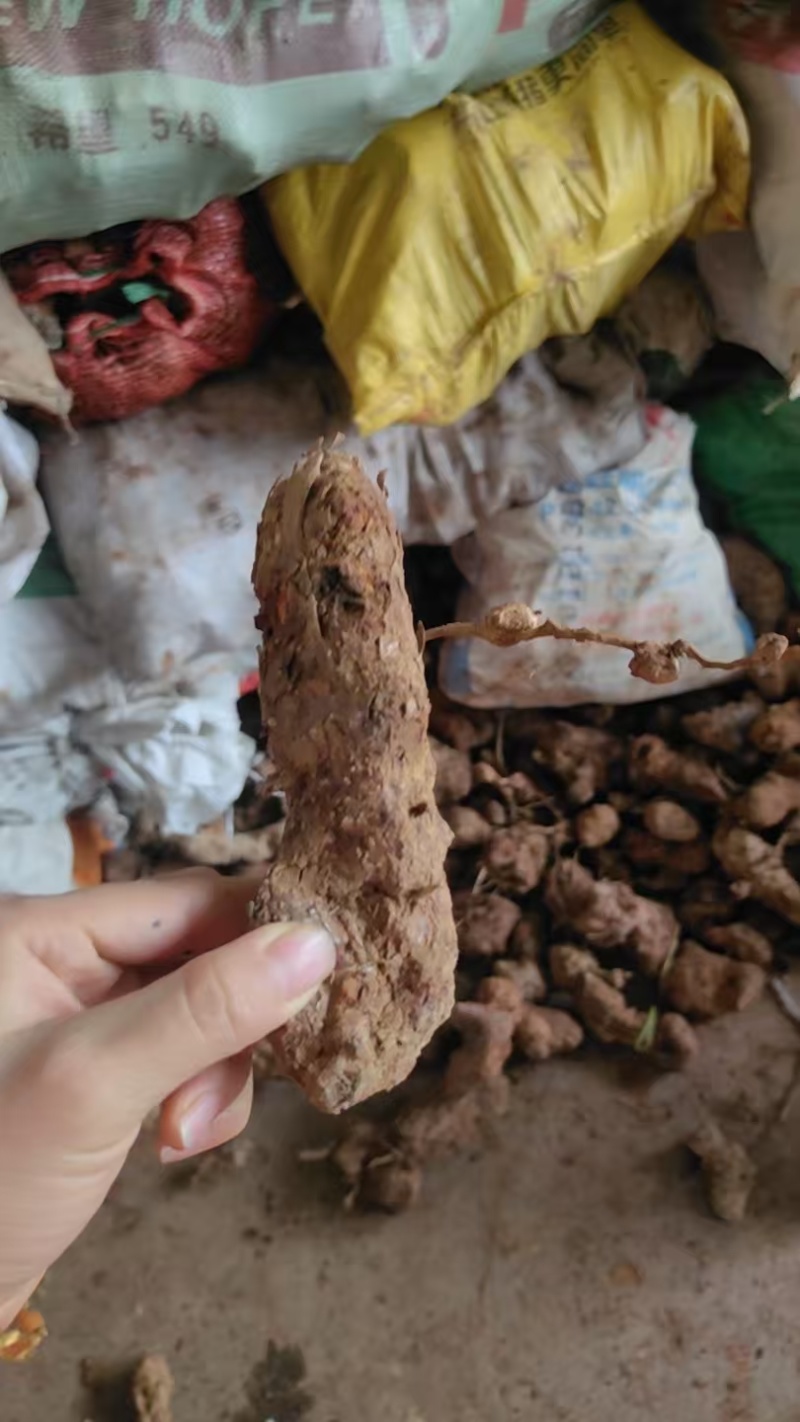 新鲜土茯苓，产地一手货源批发，可线下考察，欢迎来电咨询
