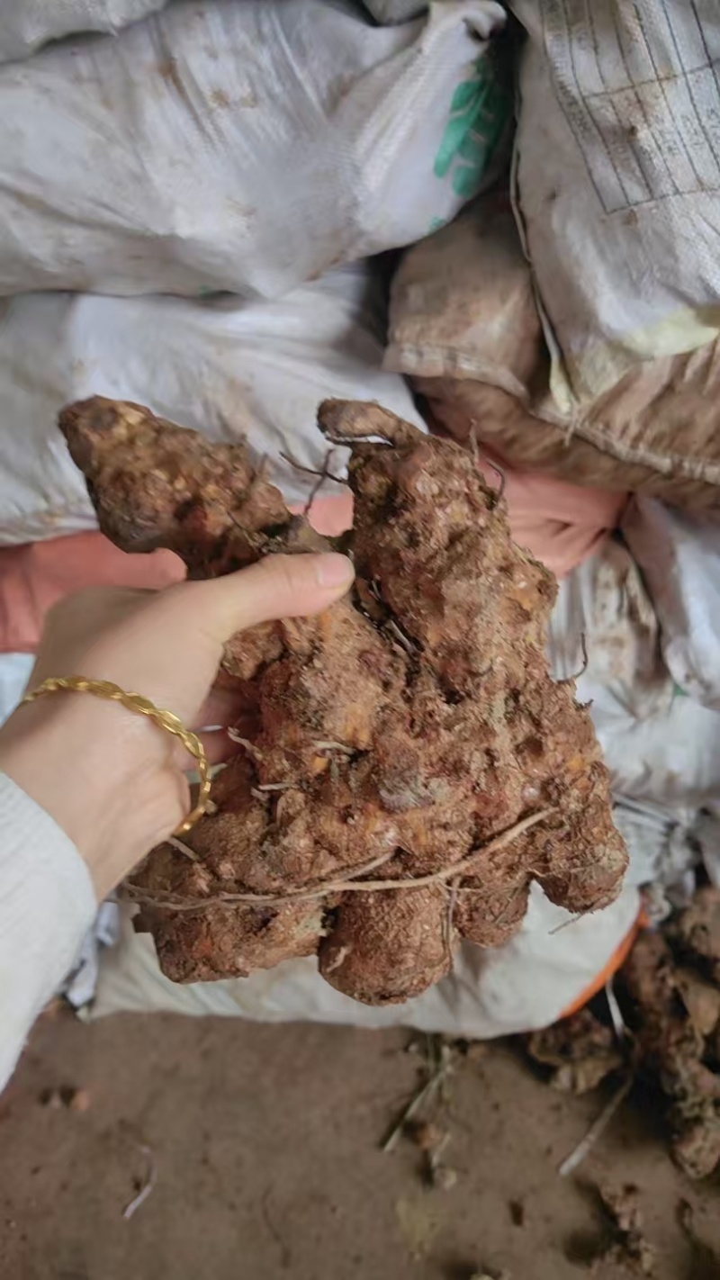 新鲜土茯苓，产地一手货源批发，可线下考察，欢迎来电咨询