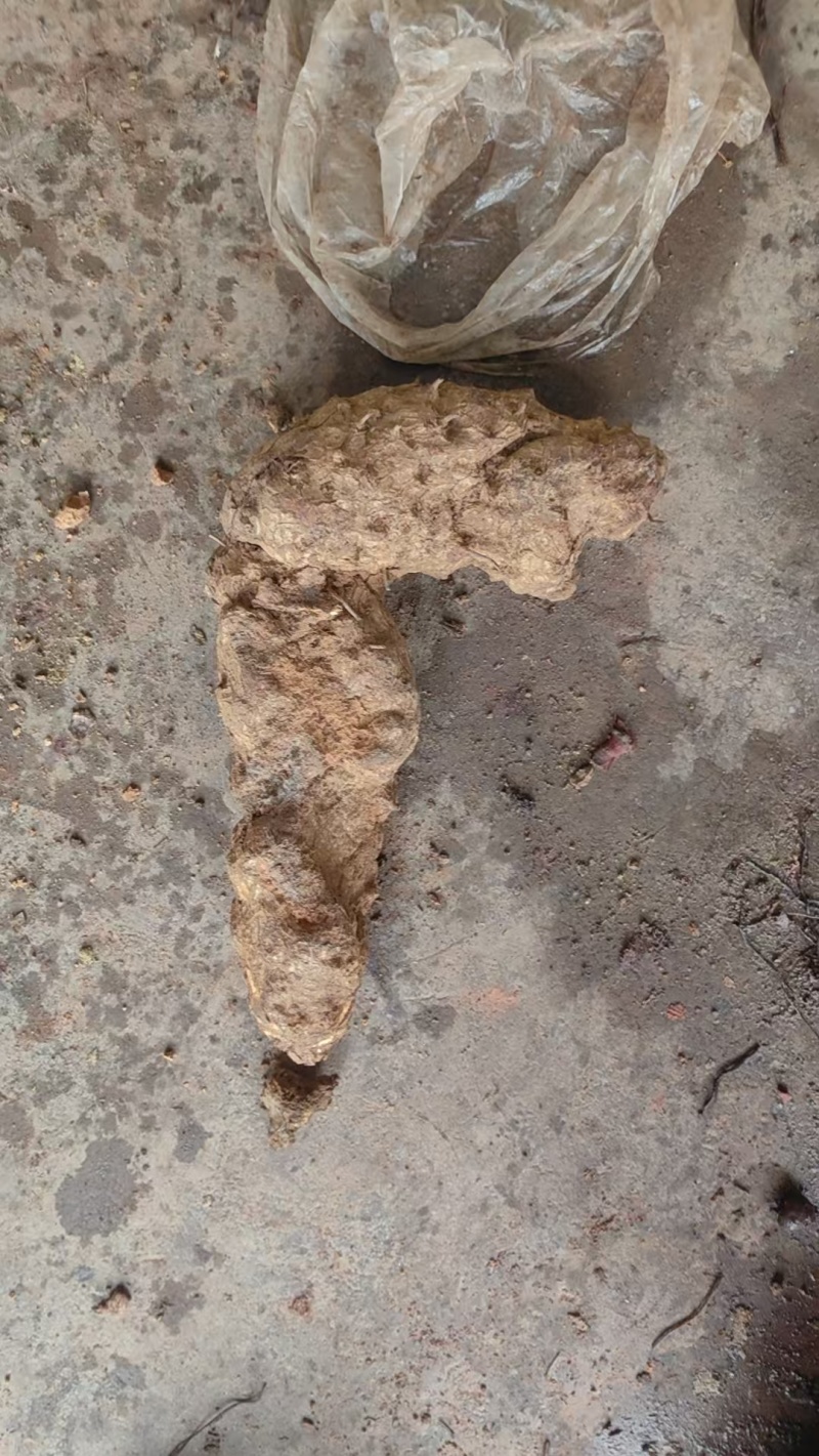 新鲜土茯苓，产地一手货源批发，可线下考察，欢迎来电咨询