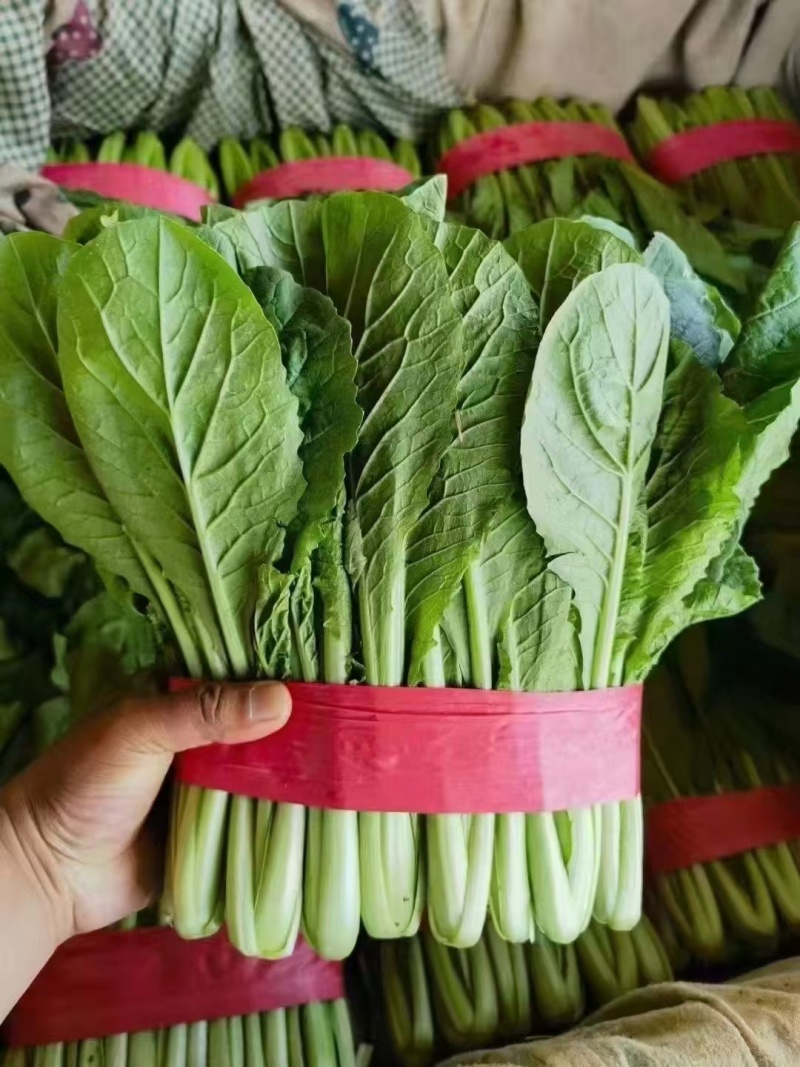 小白菜，细，中，粗，三种，适合各大市场，加工厂，