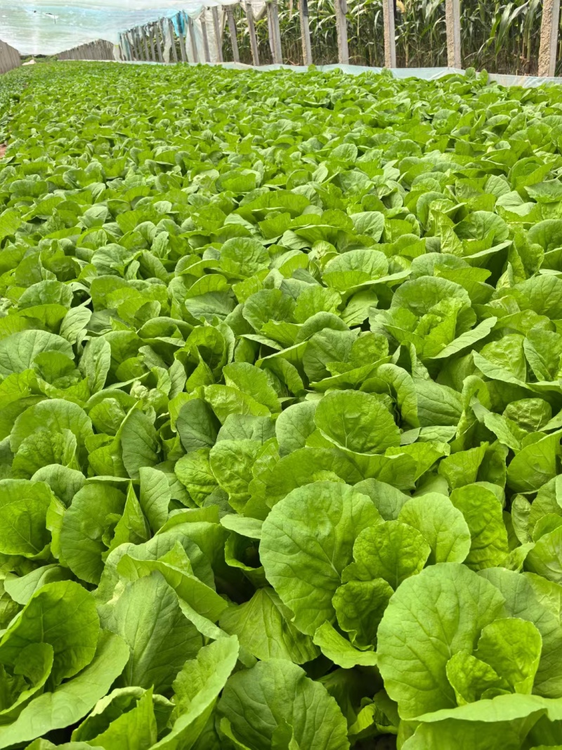 小白菜，细，中，粗，三种，适合各大市场，加工厂，