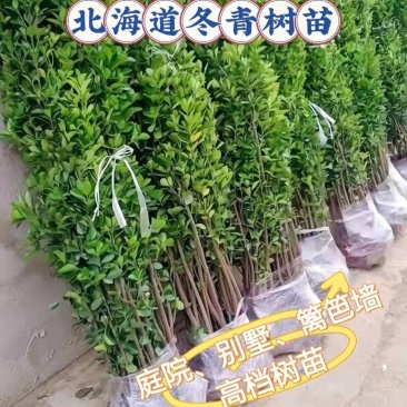 冬青树苗室外绿化植物北海道树苗