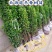 冬青树苗室外绿化植物北海道树苗