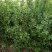 冬青树苗室外绿化植物北海道树苗