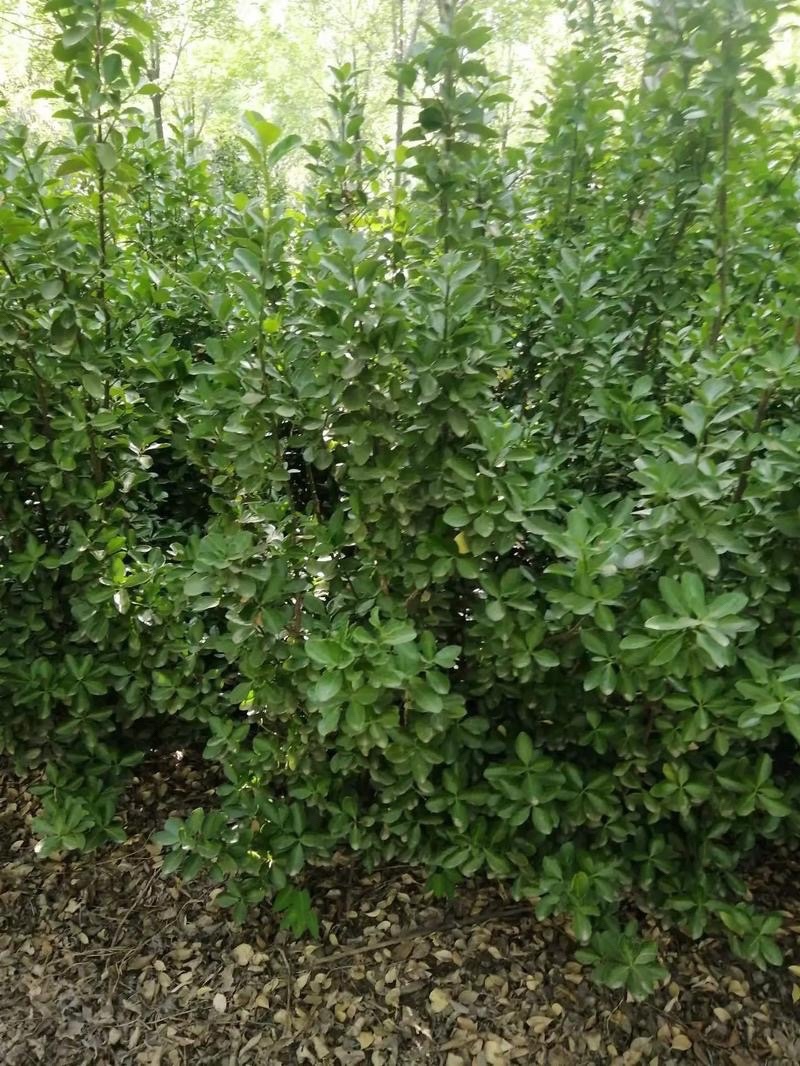 冬青树苗室外绿化植物北海道树苗