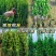 冬青树苗室外绿化植物北海道树苗