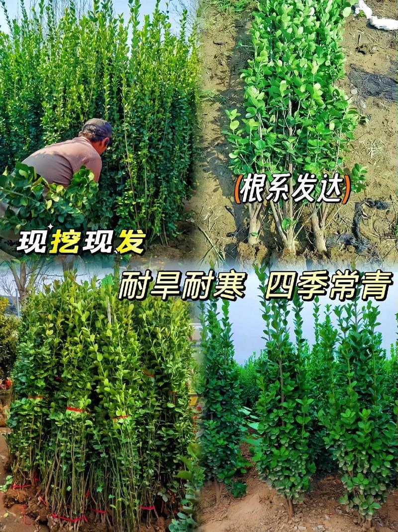 冬青树苗室外绿化植物北海道树苗