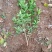 冬青树苗室外绿化植物北海道树苗